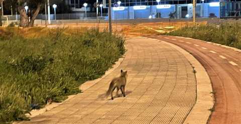 Bari, una volpe tra i palazzi di Poggiofranco: In cerca del cibo che in campagna scarseggia